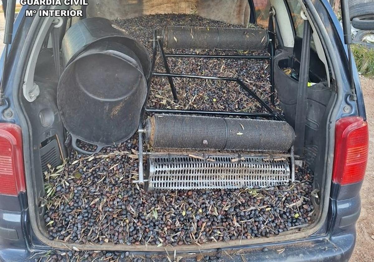 Aceitunasque habían sustraído del olivar.
