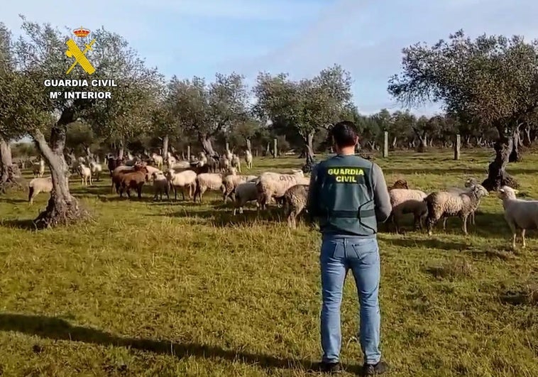 Los agentes del equipo ROCA de Cáceres han recuperado 30 de las 264 ovejas robadas.