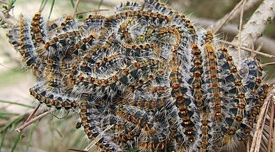 Procesionarias en un pinar.