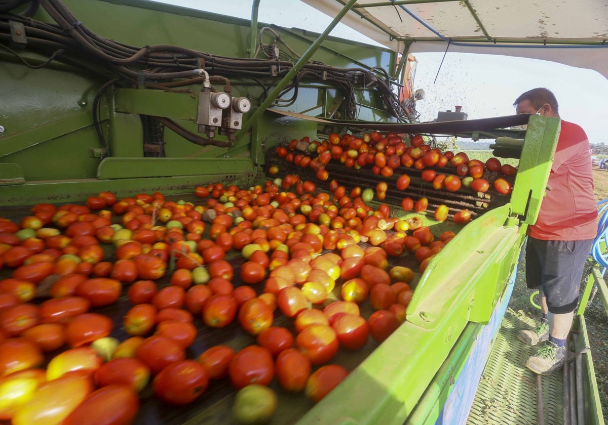 Cosechadora de tomate el año pasado en las Vegas del Guadiana.