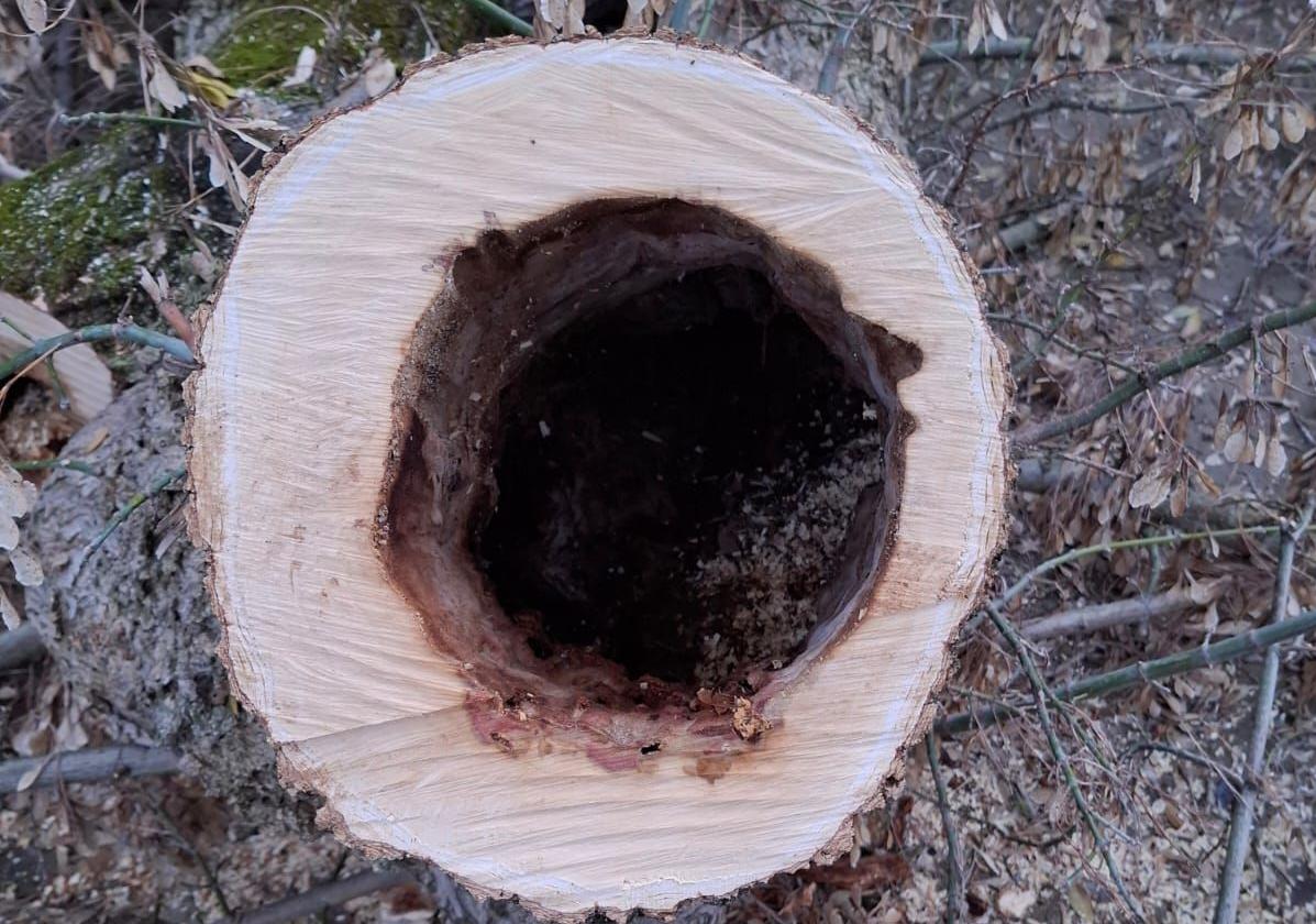 Uno de los troncos cortados atacados por los hongos.