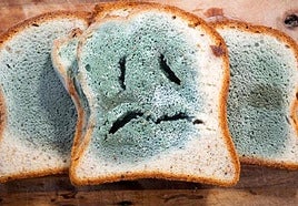 Alimentos con restos de moho
