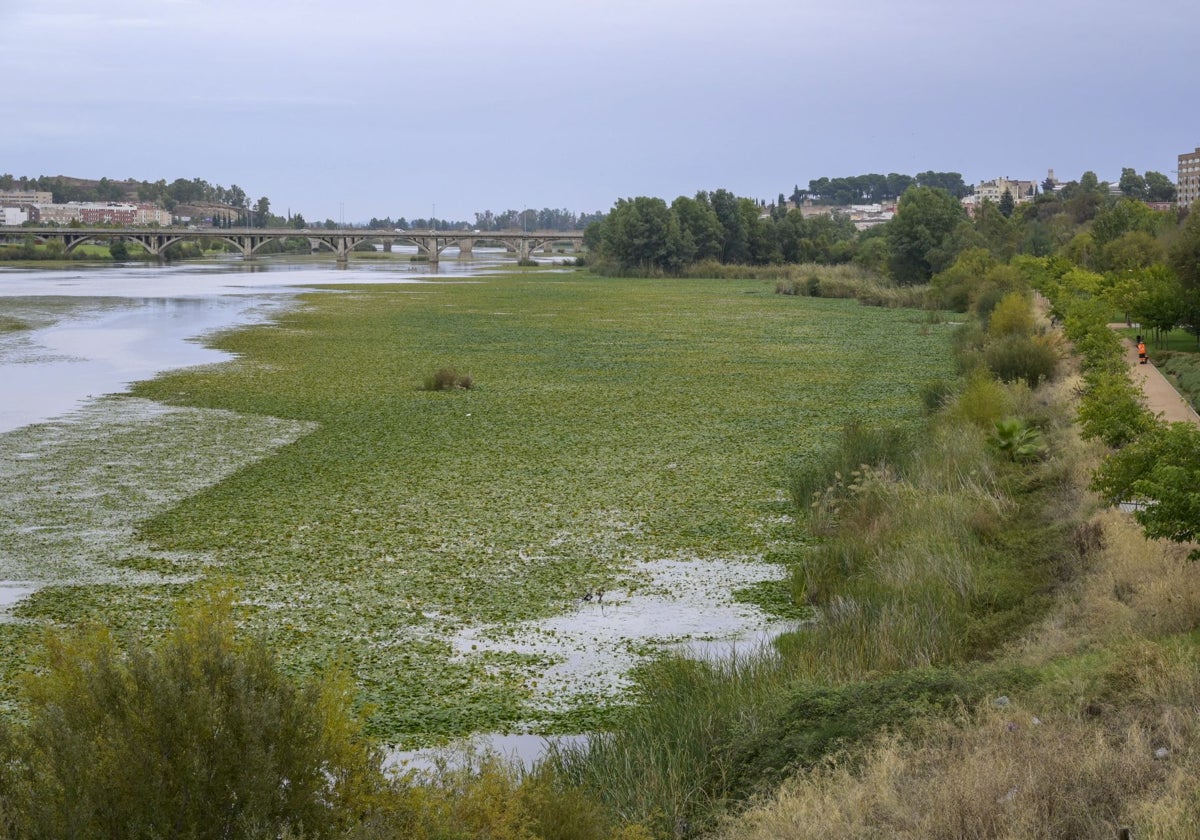 Nenúfar mexicano a su paso por la ciudad de Badajoz.