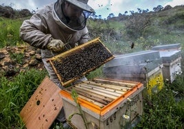 Los apicultores extremeños calculan que les cuesta entre 3,40 y 3,60 euros producir cada kilo de miel.