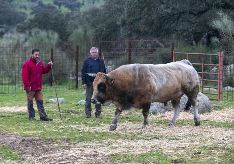 Maximiliano Blanco y Luis Manuel Martínez, ganaderos asturianos que hacen la trashumancia bovina, en Burguillos del Cerro.