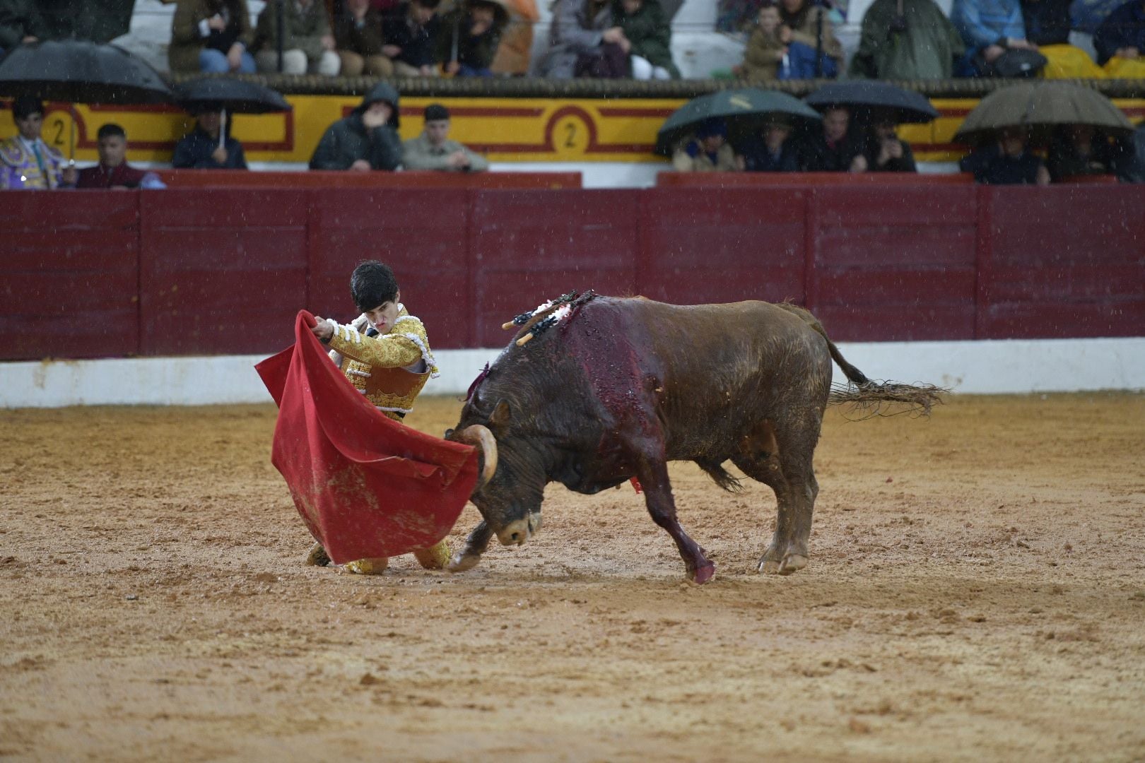 La novillada que abrió la feria de Olivenza, en imágenes