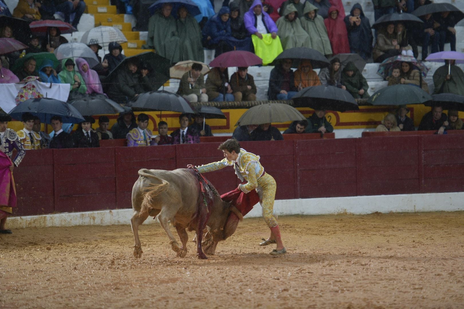 La novillada que abrió la feria de Olivenza, en imágenes