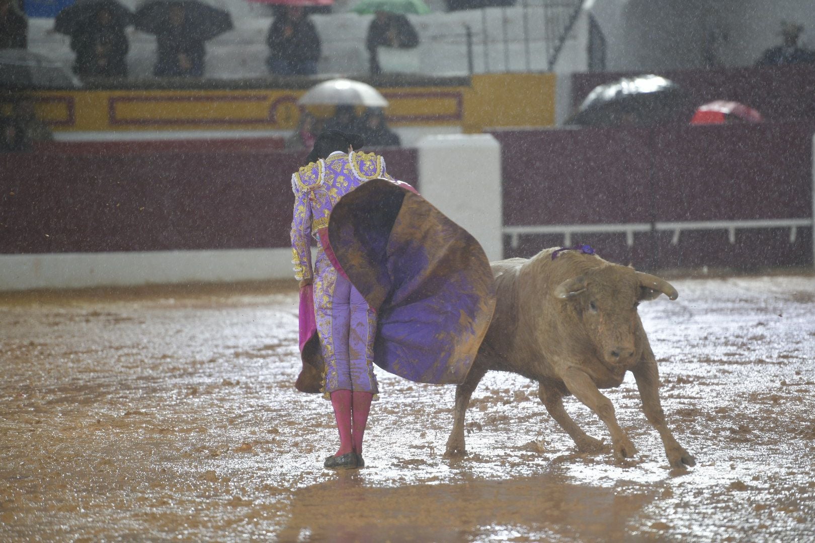 La novillada que abrió la feria de Olivenza, en imágenes