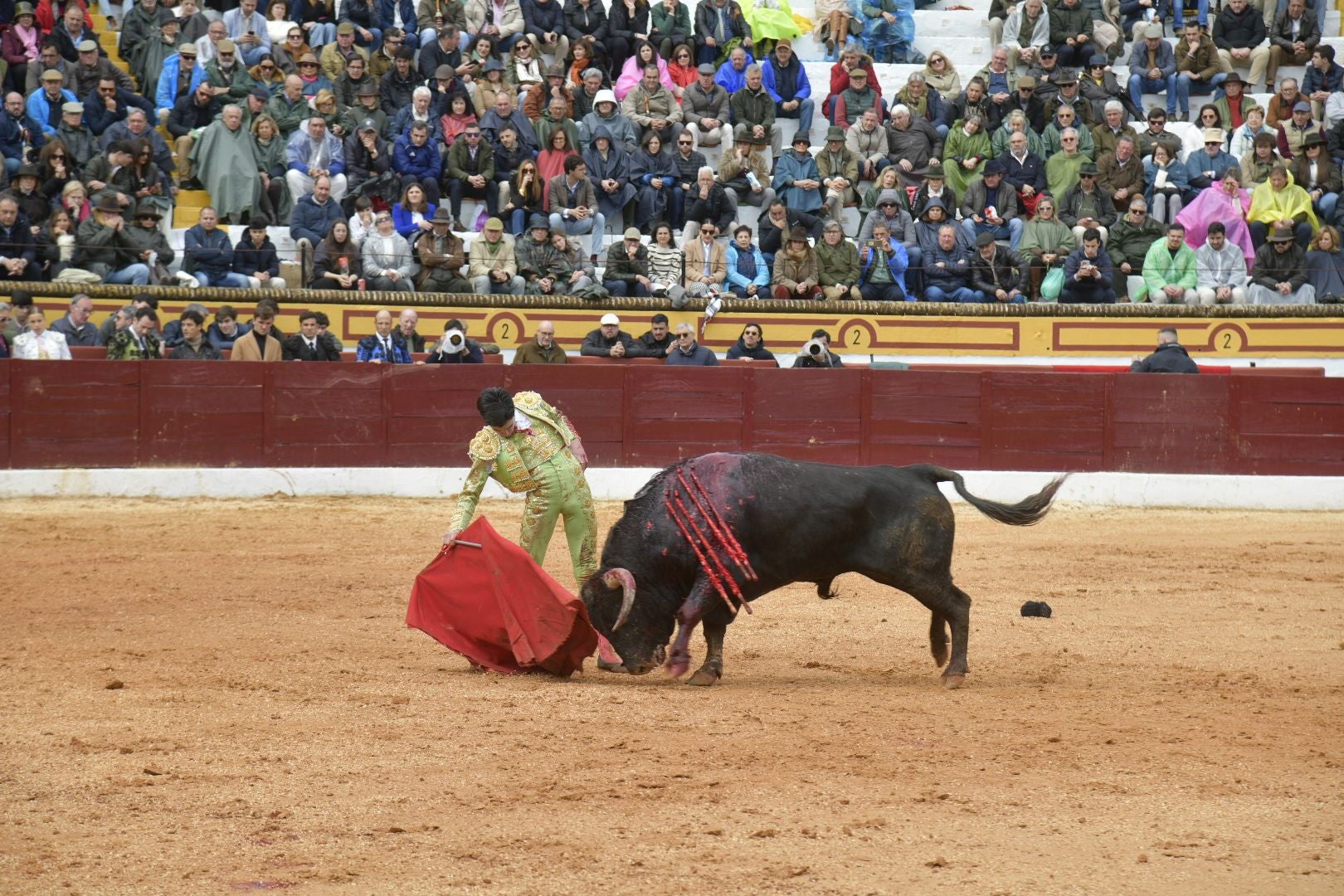 La novillada dominical de Olivenza, en imágenes