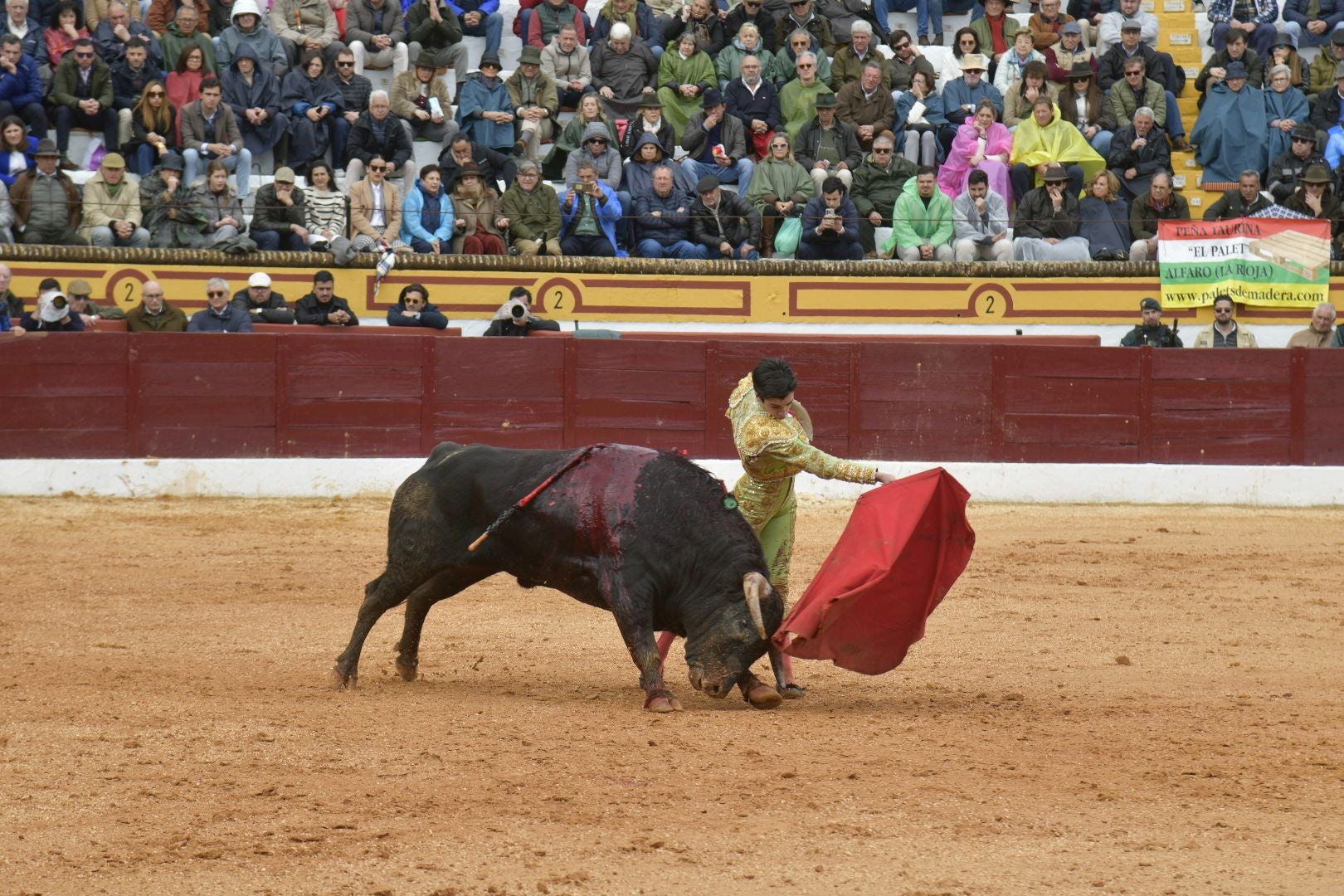 La novillada dominical de Olivenza, en imágenes