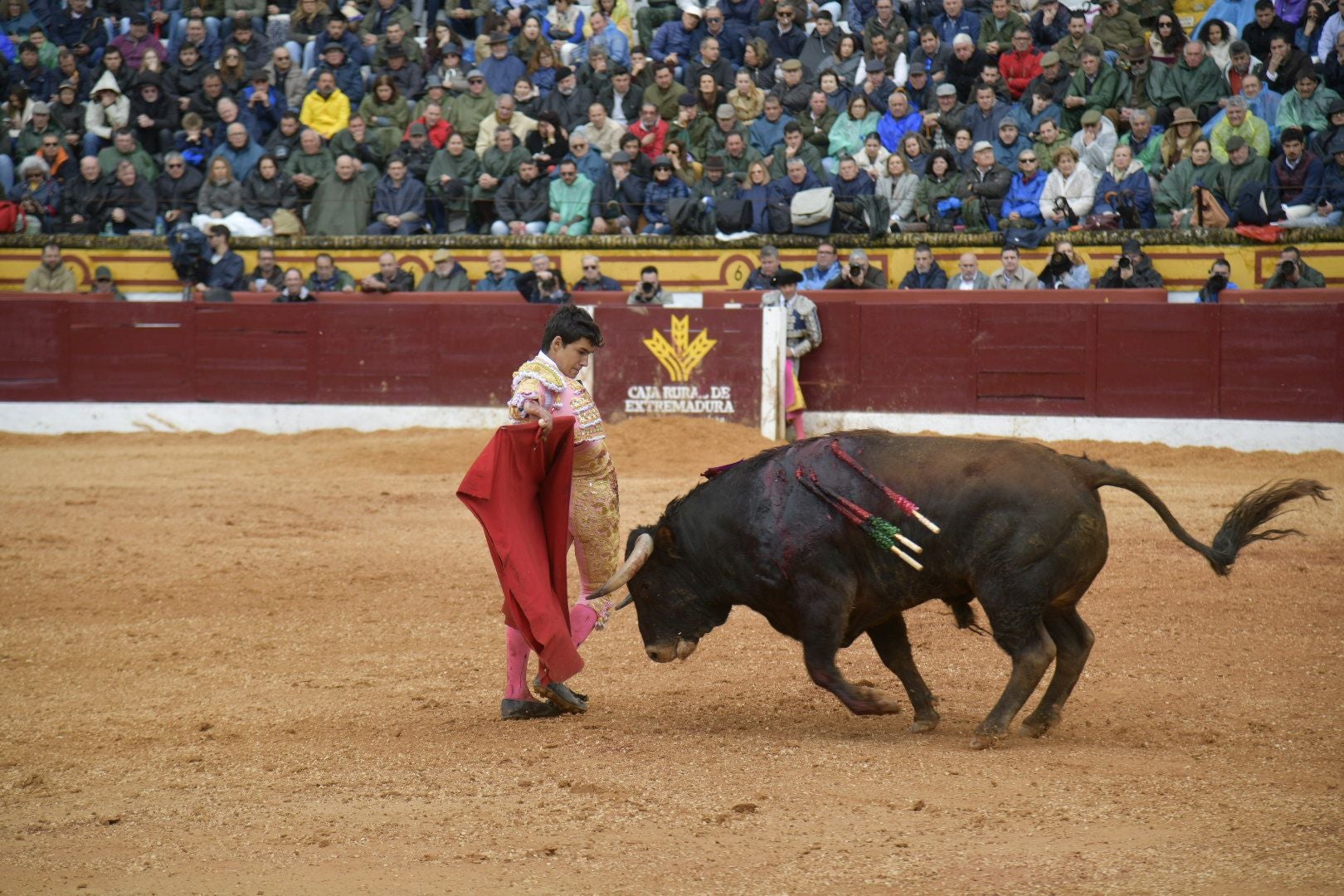 La novillada dominical de Olivenza, en imágenes