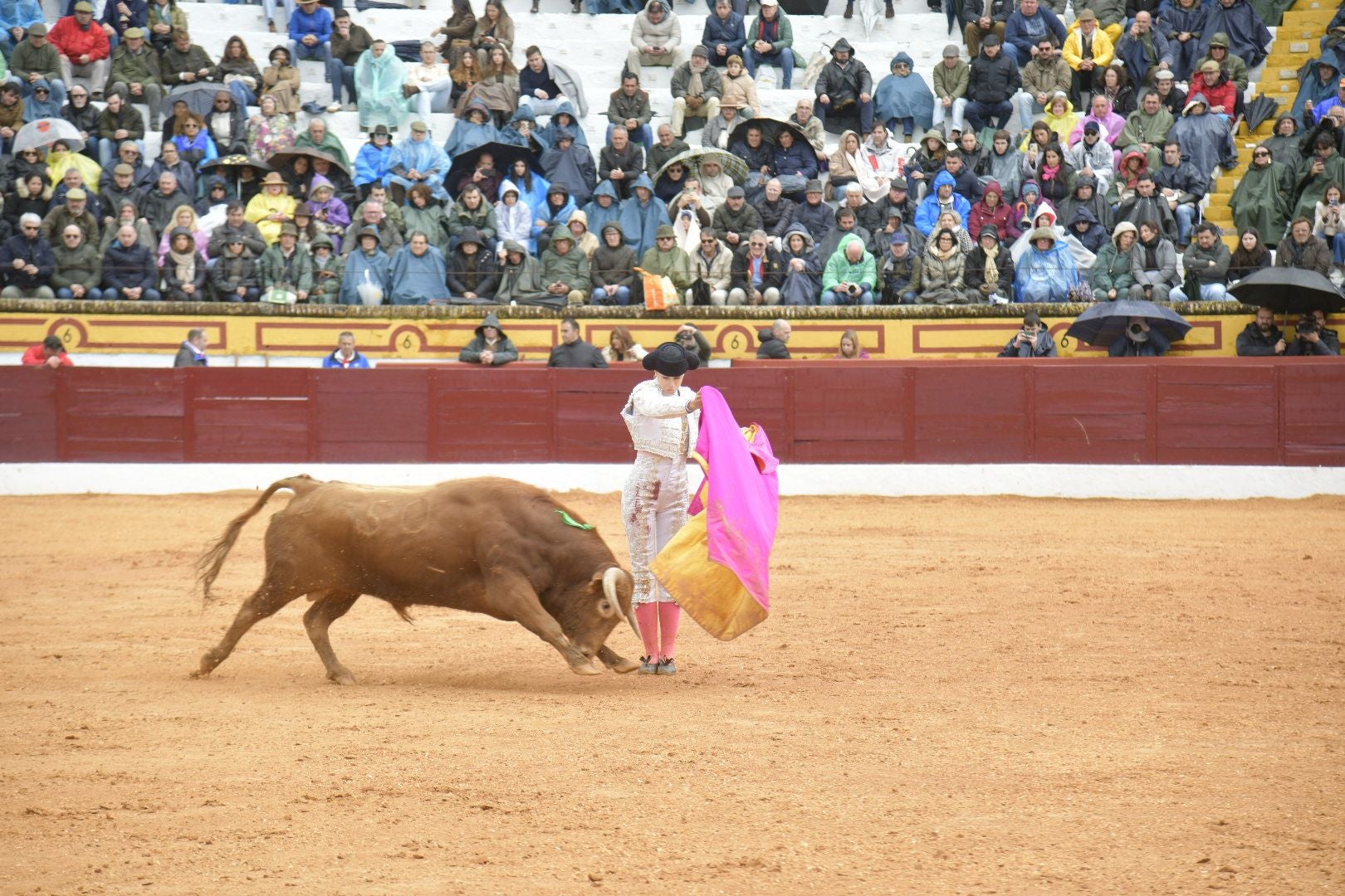 La novillada dominical de Olivenza, en imágenes