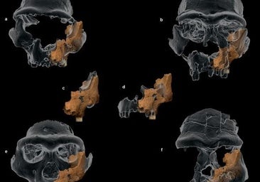 El extremeño Rodríguez-Hidalgo colabora en el hallazgo del homínido más antiguo de Europa occidental