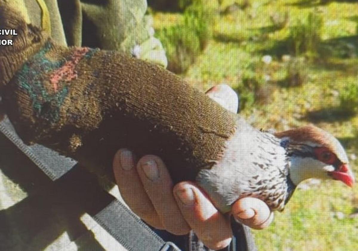 El hombre fue sorprendido utilizando un reclamo de perdiz y artes prohibidas.