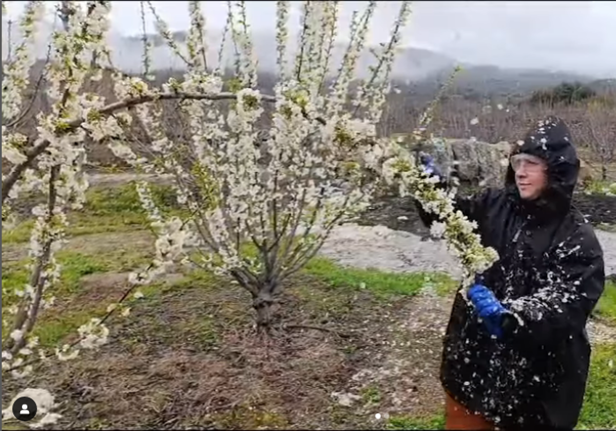 Parte del vídeo compartido en las redes sociales de Roberto Brasero, donde se ve a un vecino de Cabezuela experto en el raleo de flores.