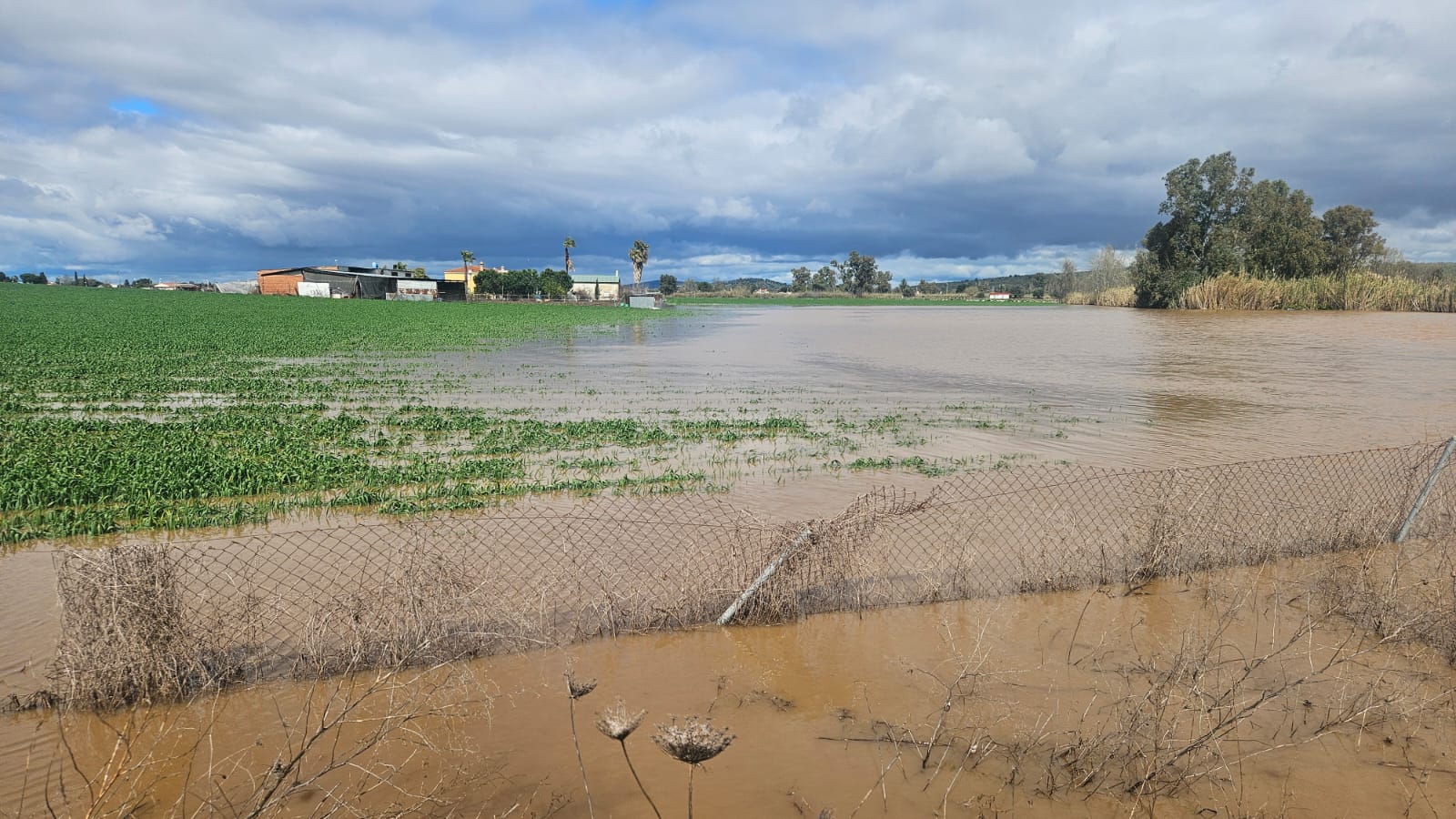 El arroyo Molar se ha desbordado inundando frutales cerca de Villanueva de la Serena