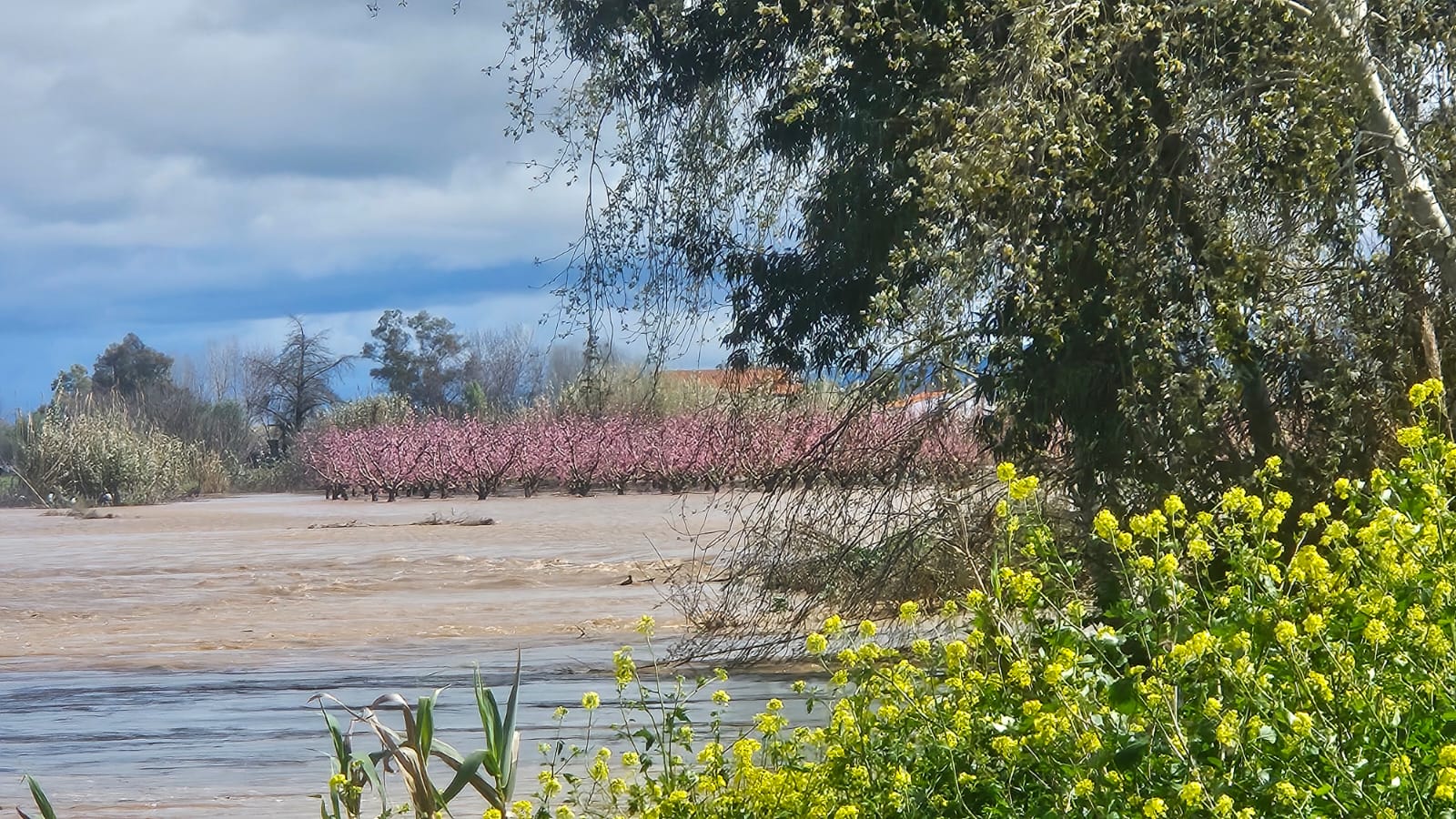 El arroyo Molar se ha desbordado inundando frutales cerca de Villanueva de la Serena