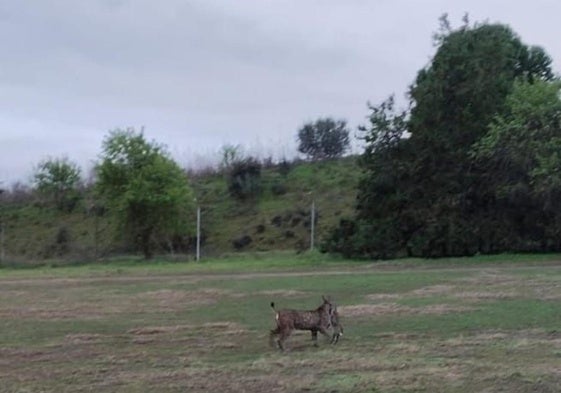 Foto del lince ibérico visto recientemente con un conejo en la boca en el Club de Golf.