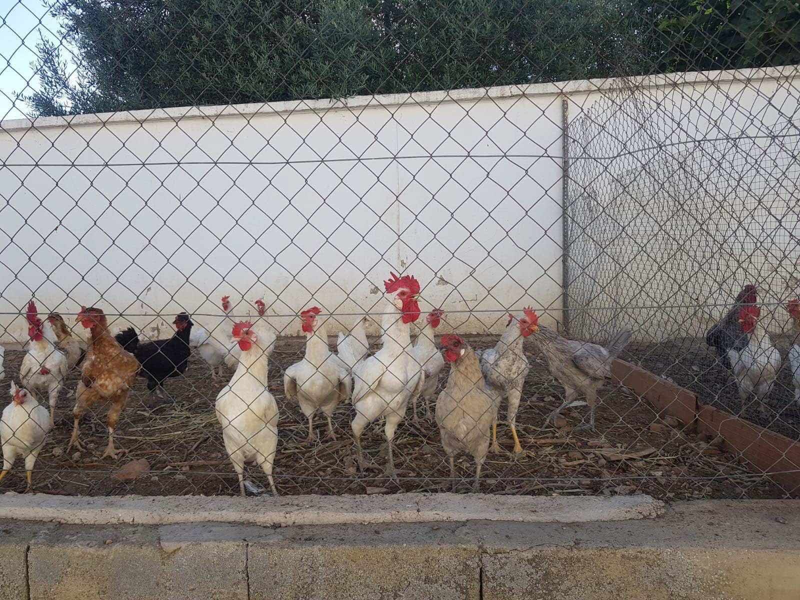 ¡Cuidado si consumes o vendes huevos de tus gallinas! Multas y prohibiciones en España