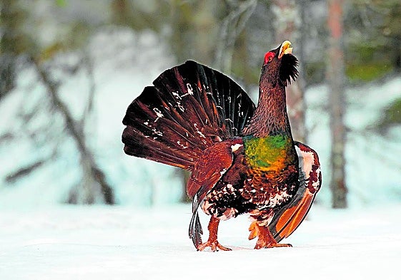 Caballos, urogallo y literatura