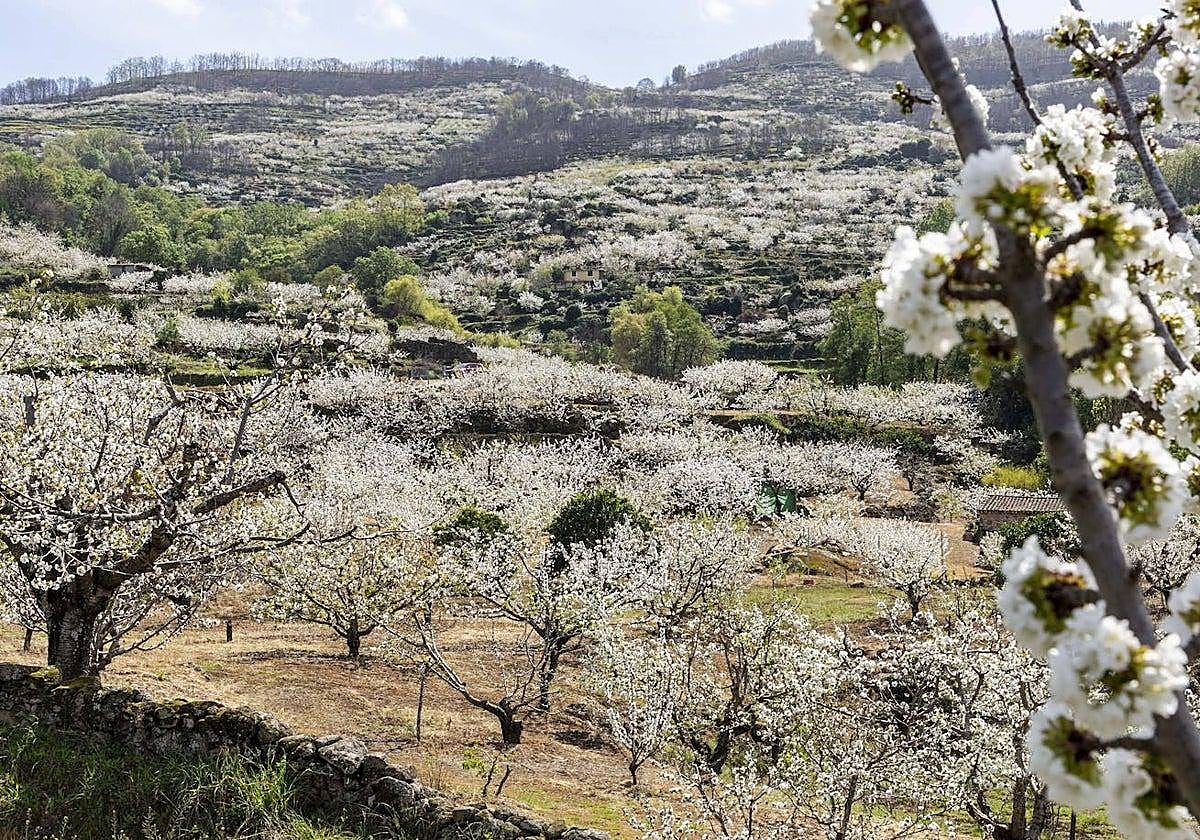 Se busca la mejor foto del Valle del Jerte con 3.000 euros en premios | Hoy