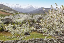 La floración de los cerezos alcanza su máximo esplendor en el Jerte