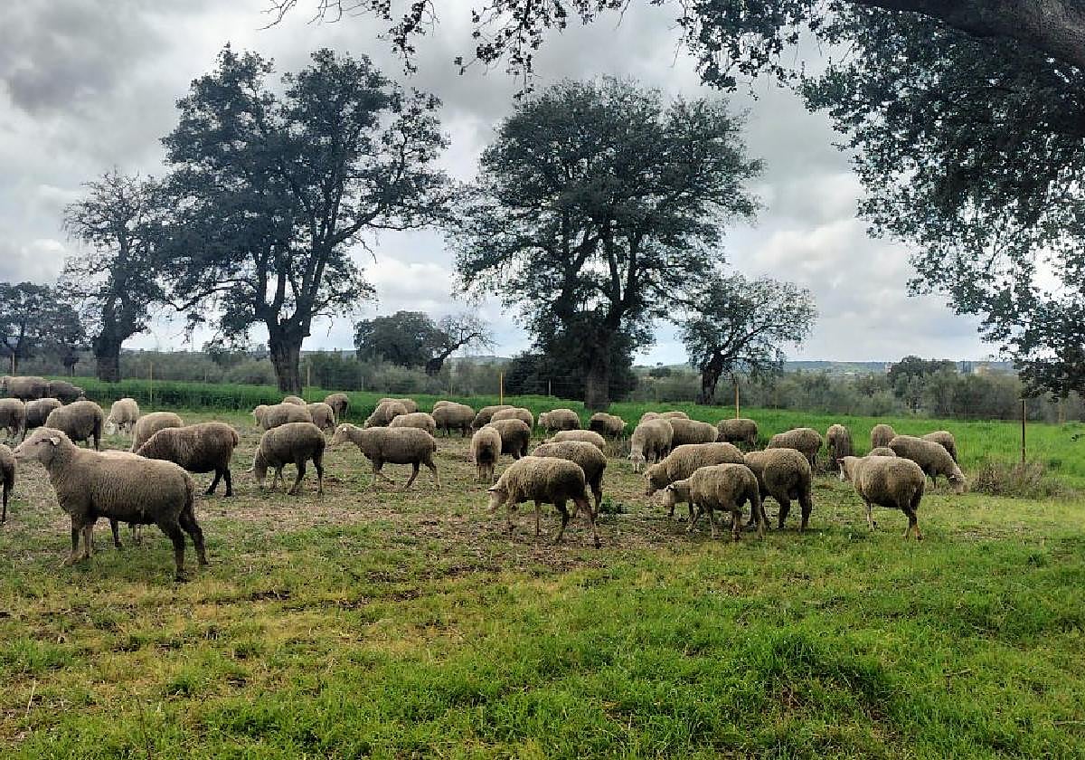 Ovejas con crías pastoreando hace unos días en una finca de la Serena.