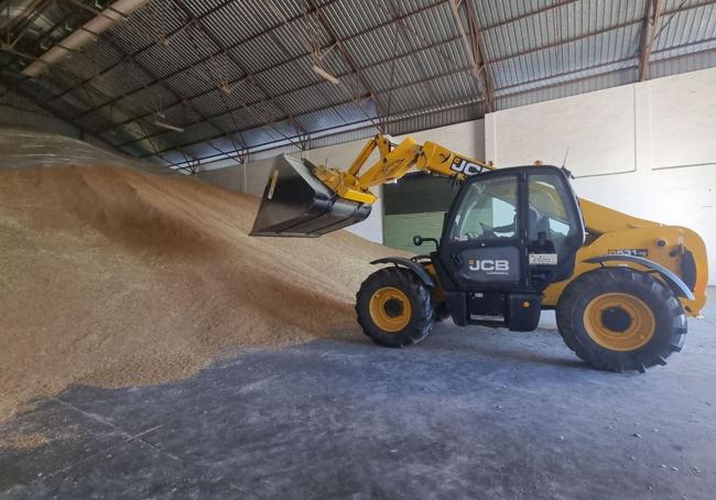 Un trabajador de la cooperativa AgroLlerena recoge trigo para ser envasado y comercializado.