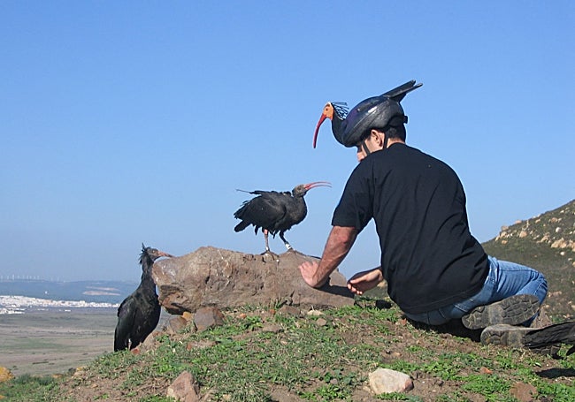 Colina de ibis eremita sedentarios en la provincia de Cádiz entre Vejer y Barbate.