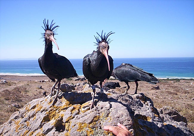 El ibis eremita es un ave legendaria que ya solo vive de manera autosuficiente en Marruecos.