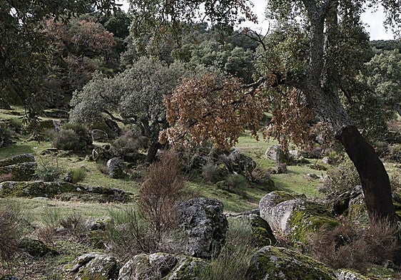 La Uex crea un compuesto de origen vegetal contra la seca de la encina