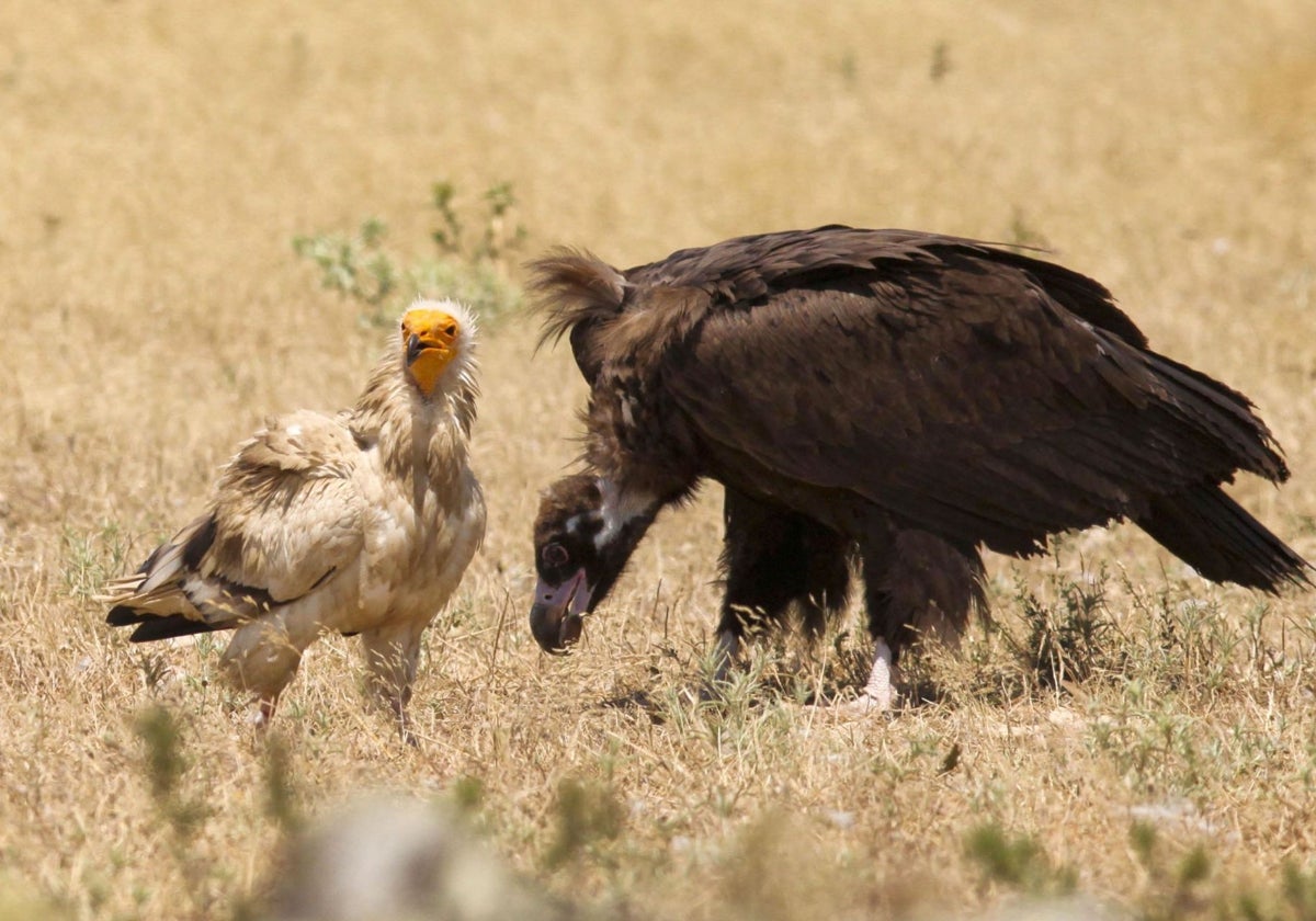 Un alimoche y un buitre, dos especies muy propensas a ser envenenadas con cebos.