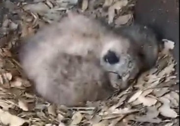 Así fue el rescate de tres cachorros de lince ibérico tras el atropello mortal de su madre en Extremadura