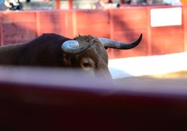 Seis ganaderías, cuatro de ellas debutantes, protagonizan el Circuito de Novilladas de Extremadura