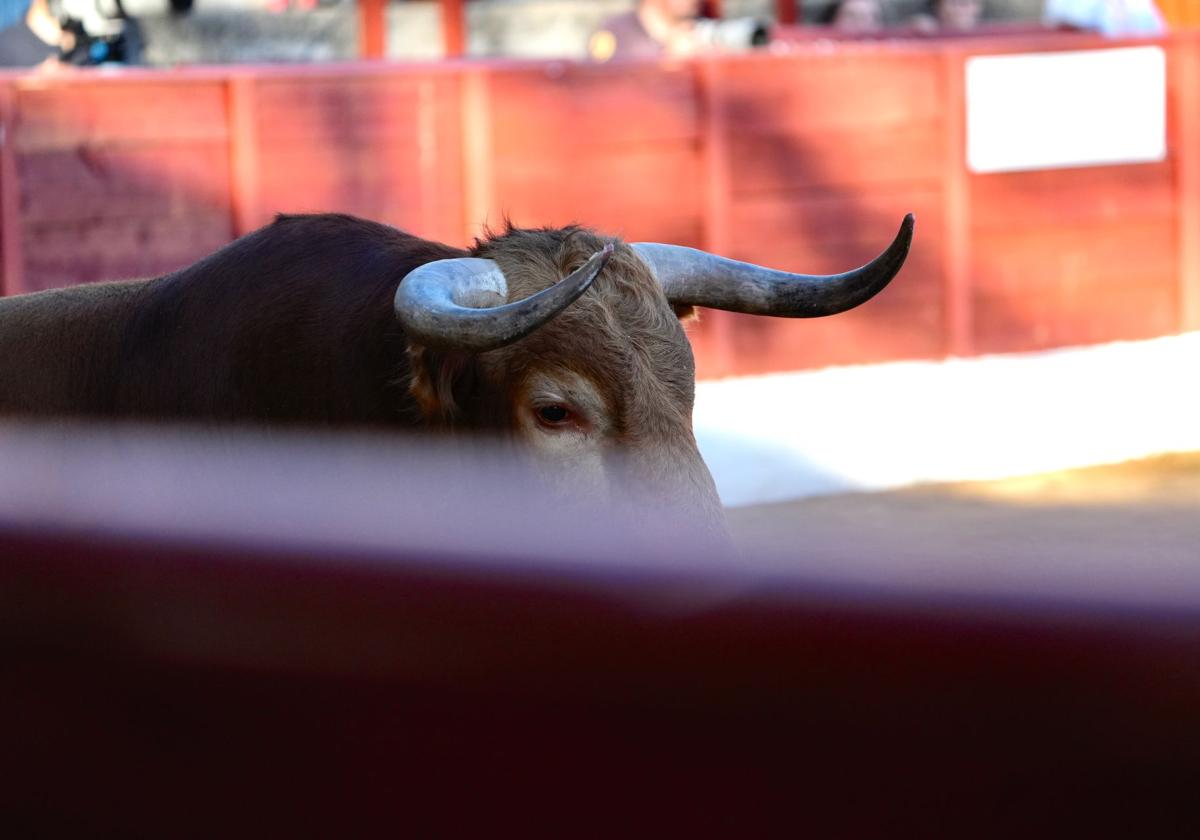 Seis ganaderías, cuatro de ellas debutantes, protagonizan el Circuito de Novilladas de Extremadura