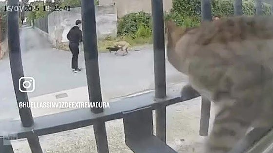 La gestora de la colonia felina que captó la muerte de 'Negri': «En dos meses han desaparecido cinco gatos»