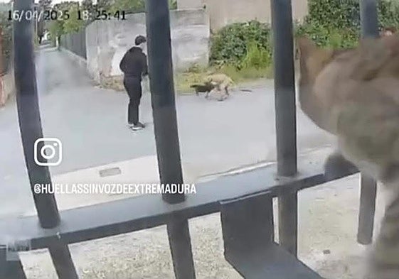 Un perro ataca a un gato en Casar de Cáceres.