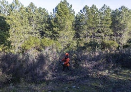Trabajos selvícolas en el norte extremeño, la zona que concentra los bosques más valiosos de la región.