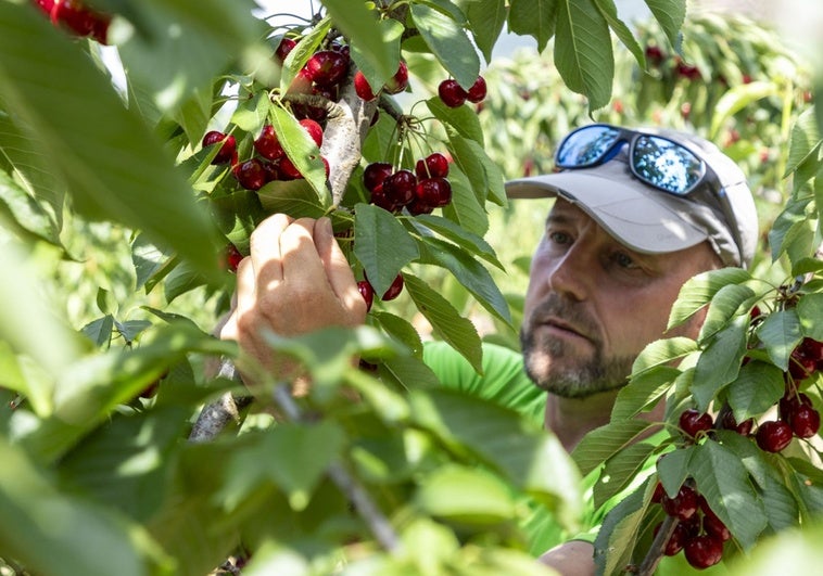El Jerte ya exporta más de la mitad de su cereza, con Reino Unido como gran cliente