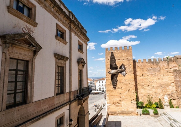 «Apenas quedan 43 parejas de cigüeña blanca en Cáceres de las 270 que había»