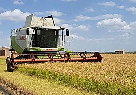 El Gobierno destina 400.000 euros a 107 arroceros que no pueden cultivar por la dana