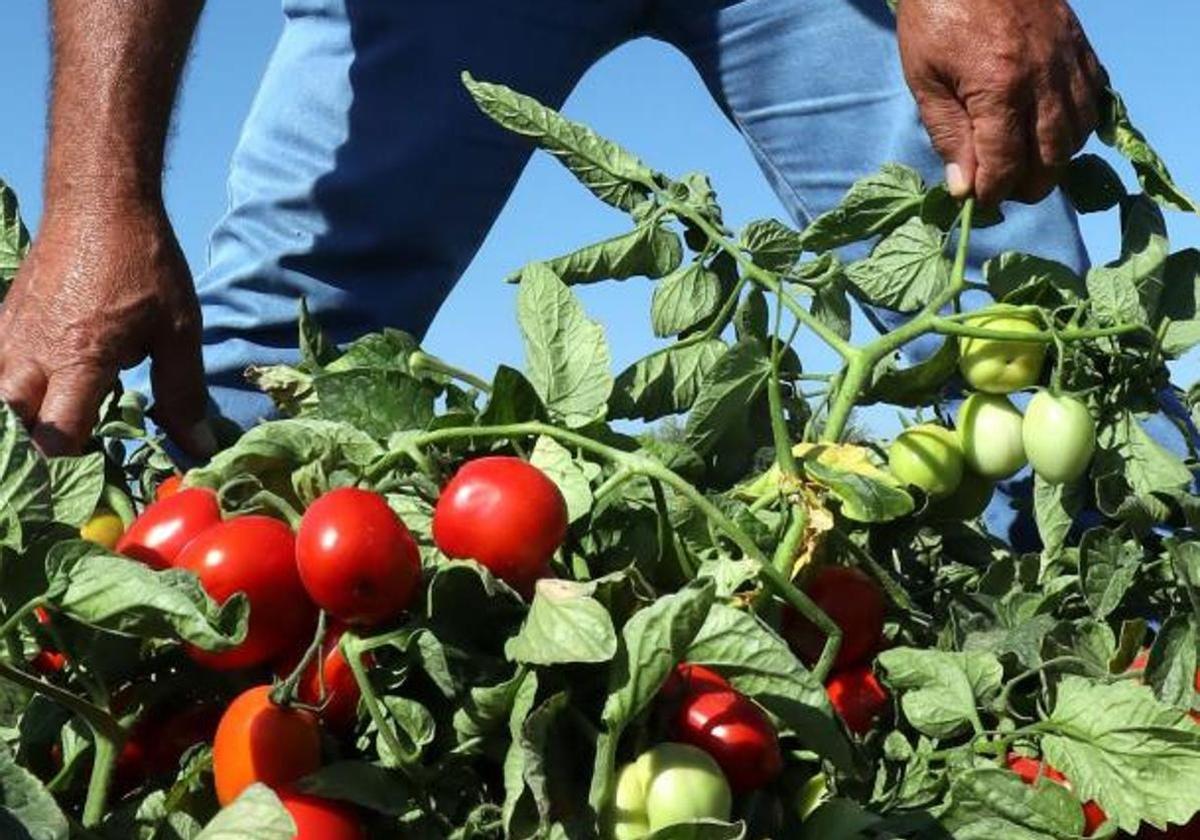 Estas son las reducciones en el IRPF de 2024 para 800.000 agricultores y ganaderos