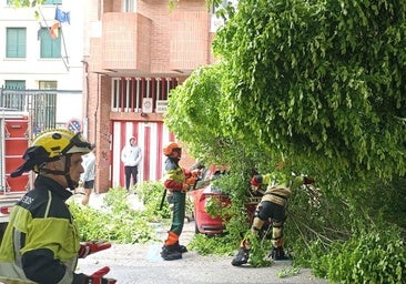 El viento derriba un olmo de gran tamaño en la avenida Virgen de la Montaña de Cáceres