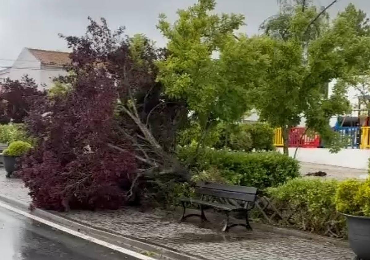 Árbol sobre ela cerado en la fregresía Degolados, perteneciente a Campomayor.