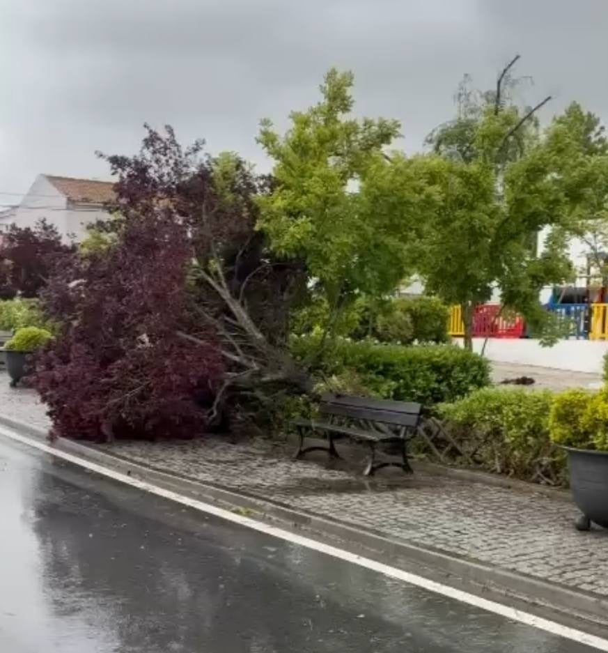 Fotos | El paso del «mini tornado» por Campomayor