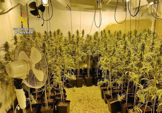 Tres arrestados por cultivar 527 plantas de marihuana en una vivienda de Castuera
