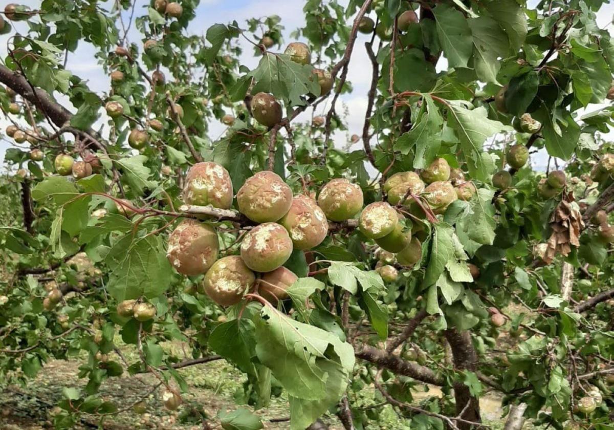 El Gobierno aprueba el convenio para ejecutar el seguro agrario, dotado con 315 millones