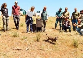 Vírgula ha recuperado la libertad en Extremadura tras pasar pasar por el centro de recuperación de la localidad portuguesa de Silves cuando murió su madre atropellada.