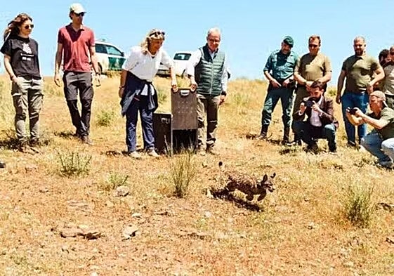 Vírgula ha recuperado la libertad en Extremadura tras pasar pasar por el centro de recuperación de la localidad portuguesa de Silves cuando murió su madre atropellada.