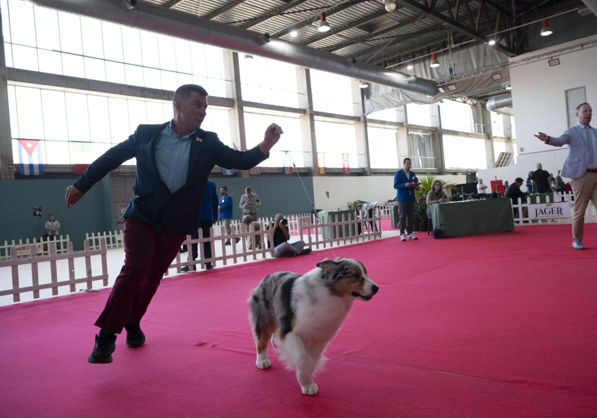 Las mejores imágenes de la Exposición Canina Internacional en Ifeba
